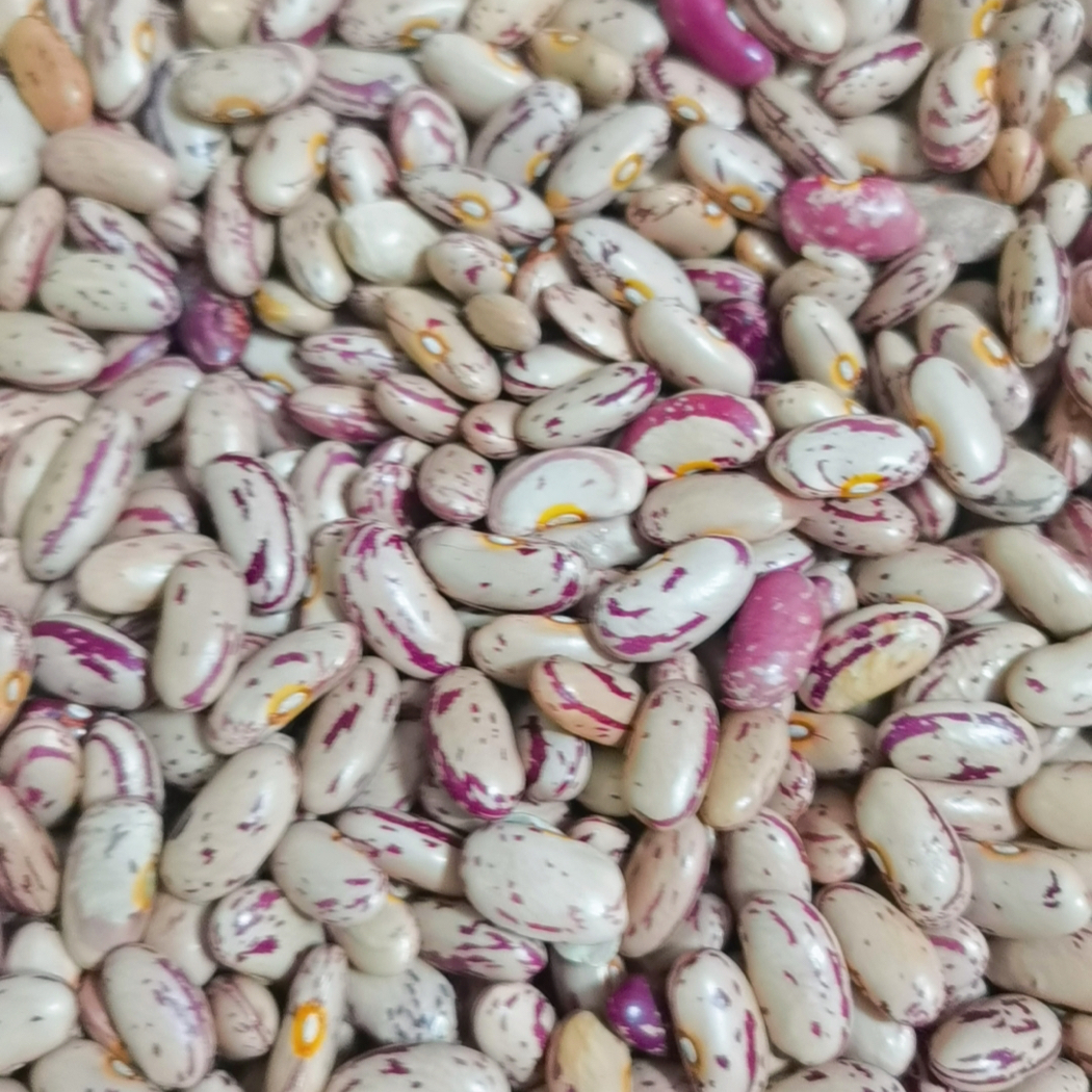 25年东北饭豆奶白花芸豆