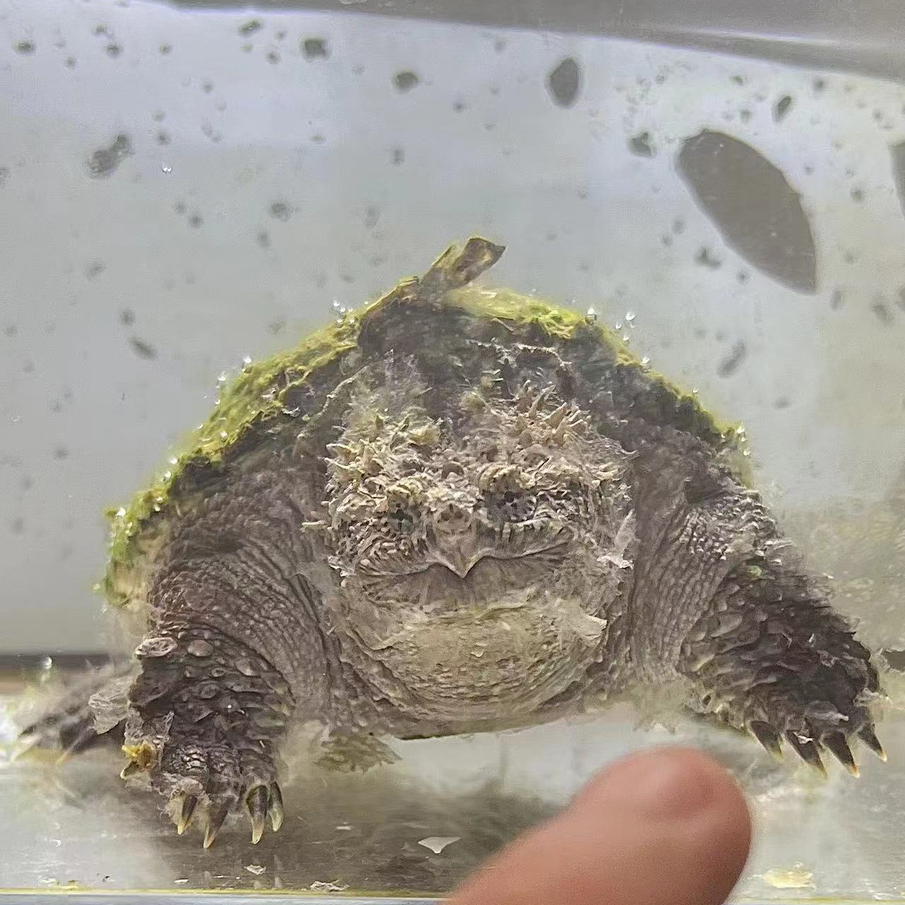 人工饲养宠物龟观赏直播挑选链接（直播挑选乱拍发粮）