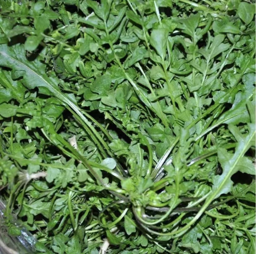 荠菜种籽 春秋冬季可种耐寒荠菜种子阳台盆栽蔬菜种籽【拍2送1】