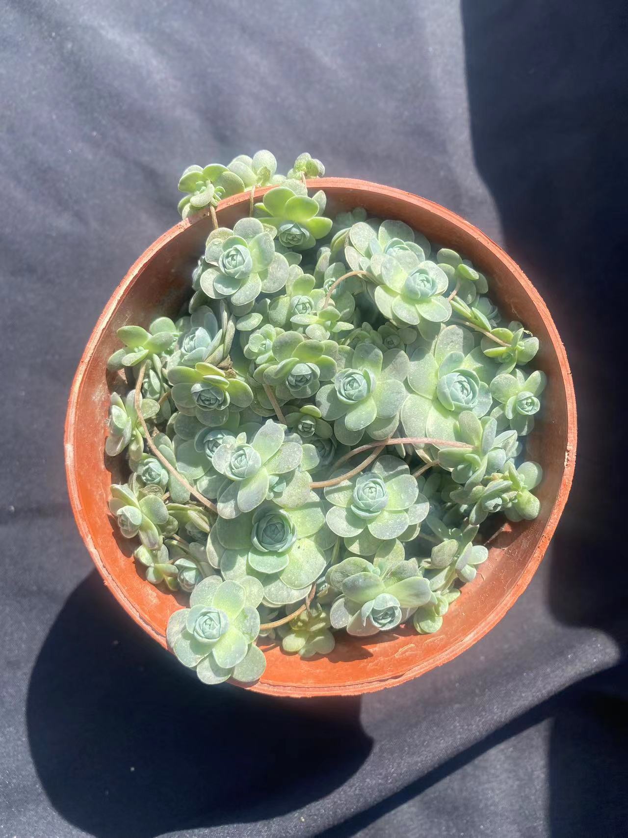 花蔓园艺 子持莲华 量拍