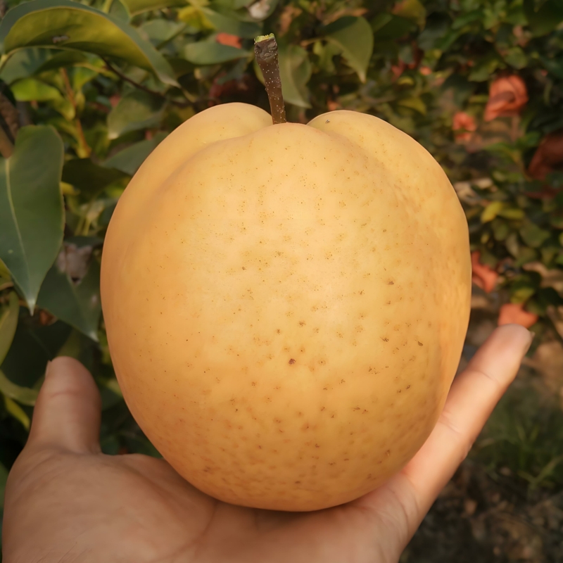 嫁接晚秋黄梨树苗特大晚熟脆甜大黄梨树果苗南方北方庭院盆栽地栽