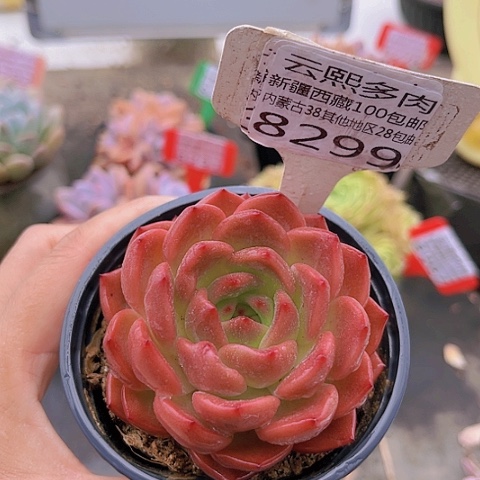8299香槟杂。