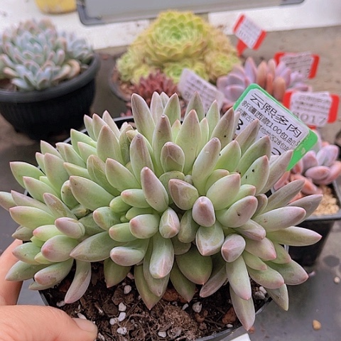 8033红蜻蜓。