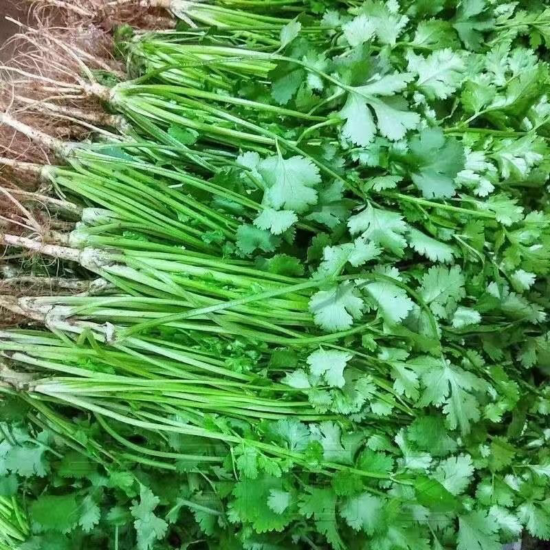 东北吉林农民自种小叶香菜一斤包邮云南海南可拍