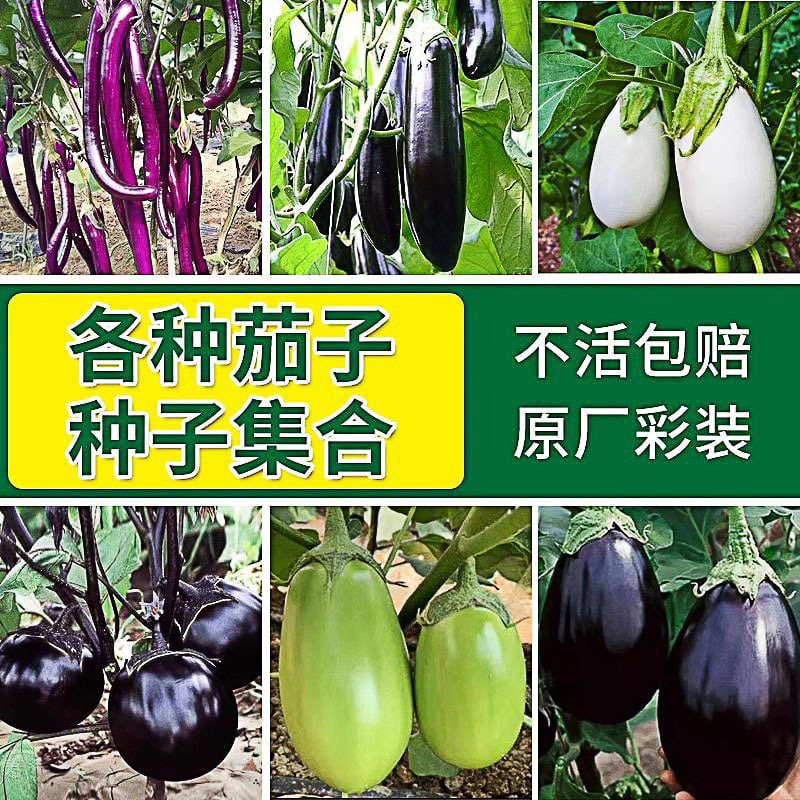 【茄子种子大全】杭茄种子紫红长茄青线富含苗烧烤四季蔬菜基地种籽