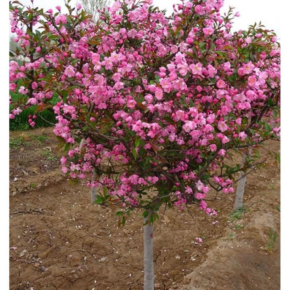 庭院地栽大型高杆海棠树苗西府海棠垂丝海棠花耐寒植物花北美海棠