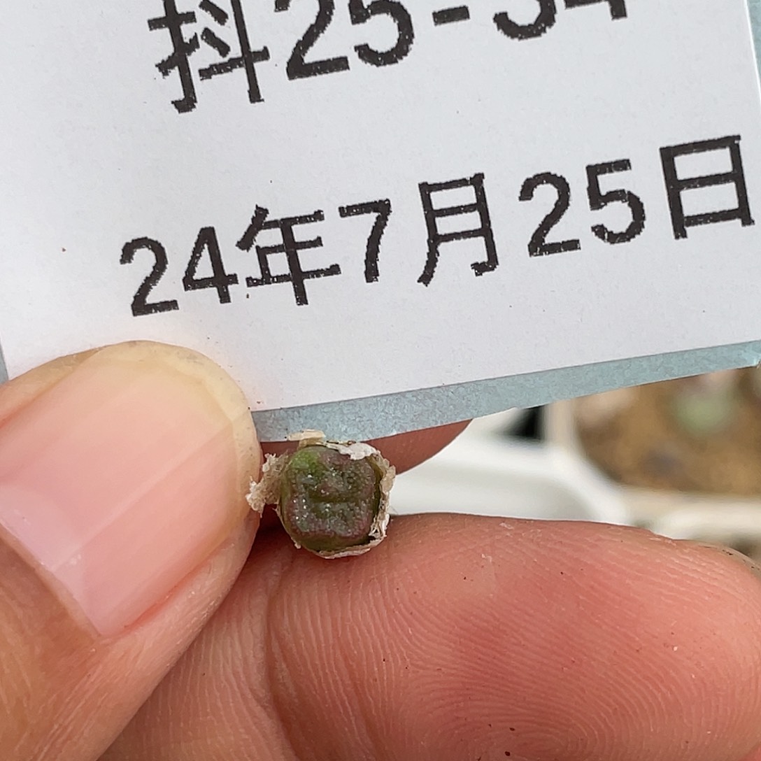 25-34方糖清晰园艺肉锥