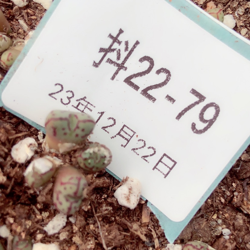 【闪购商品】小*22-79