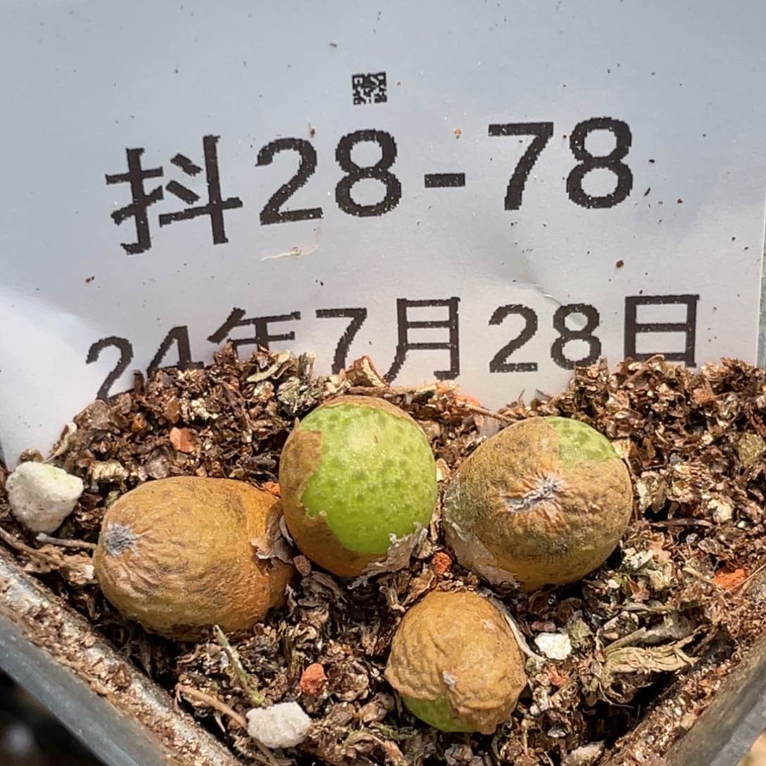 28-78玉米多肉植物