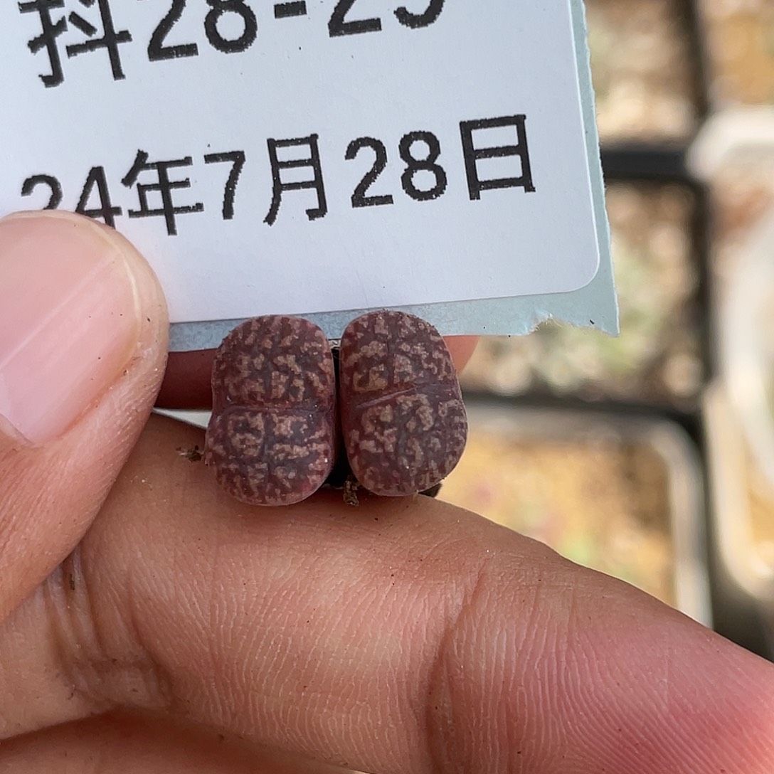 28-29鸟哈尼多肉植物