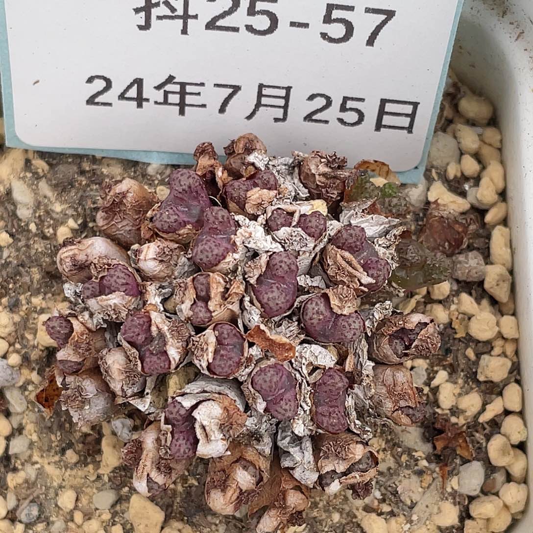 25-57大型小飞一盆肉锥