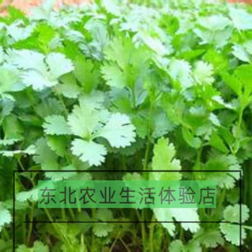 东北大叶香菜种子,阳台庭院种植油叶香菜种子,可做调料,