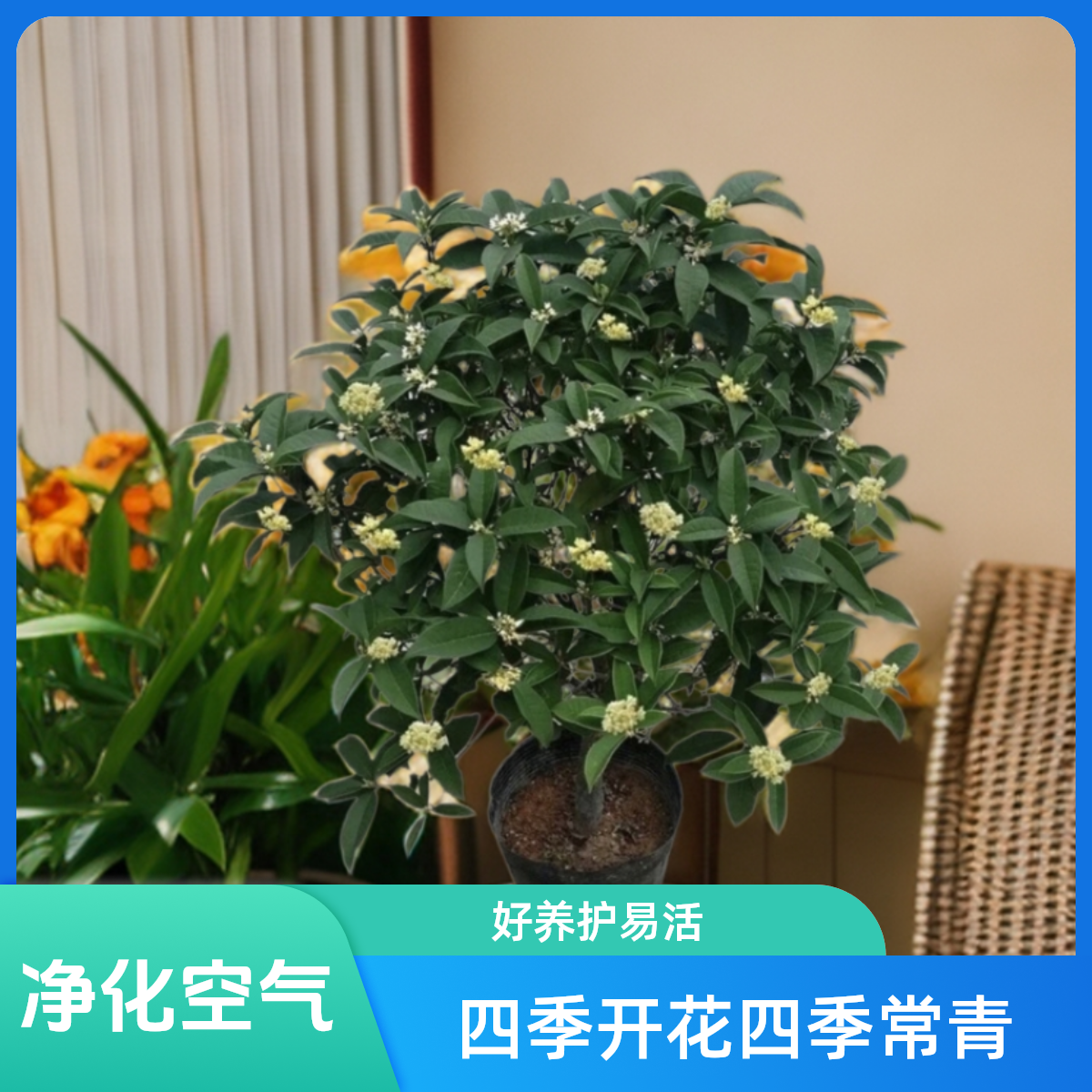 6年精品苗四季桂花高度约60-65四季开花养护种植常绿土培栽种花香
