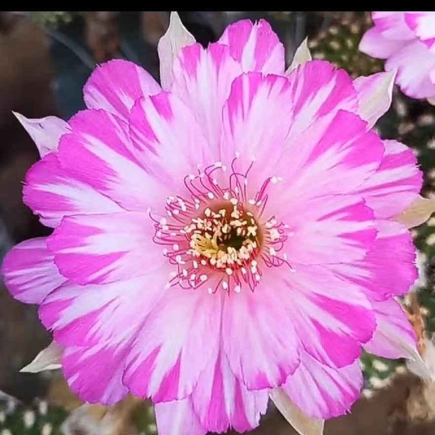 百变妖蝶仙人球多肉植物