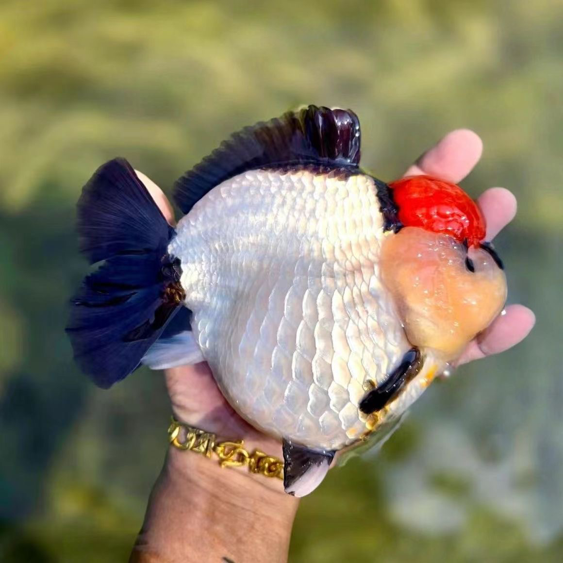 泰狮兰寿玛丽观赏鱼冷水鱼耐活好养