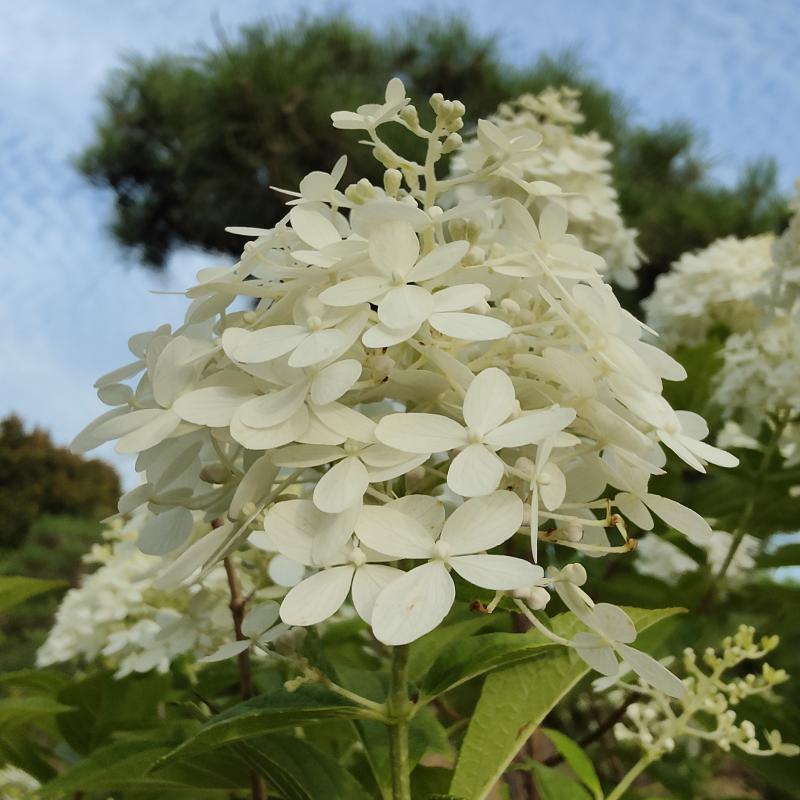 【一物一拍链接】荣昌园艺精选 花卉绿植 盆栽