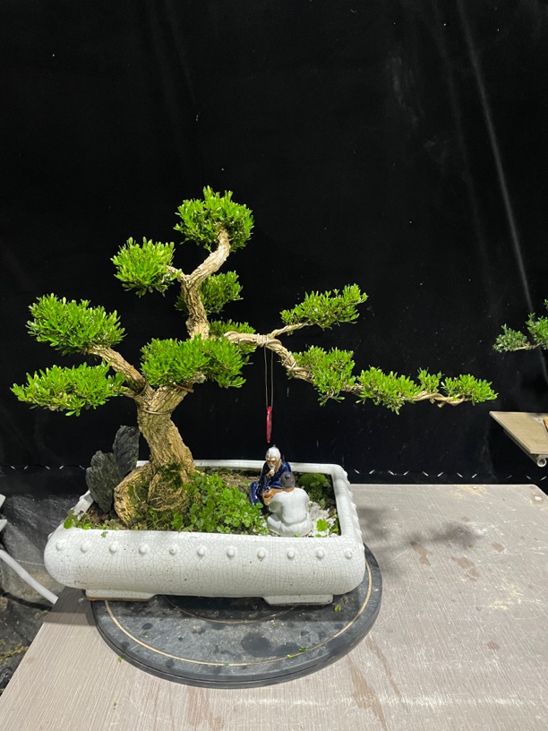 广东皱皮雀舌黄杨盆景(一物一拍)精品老桩，室内外盆景