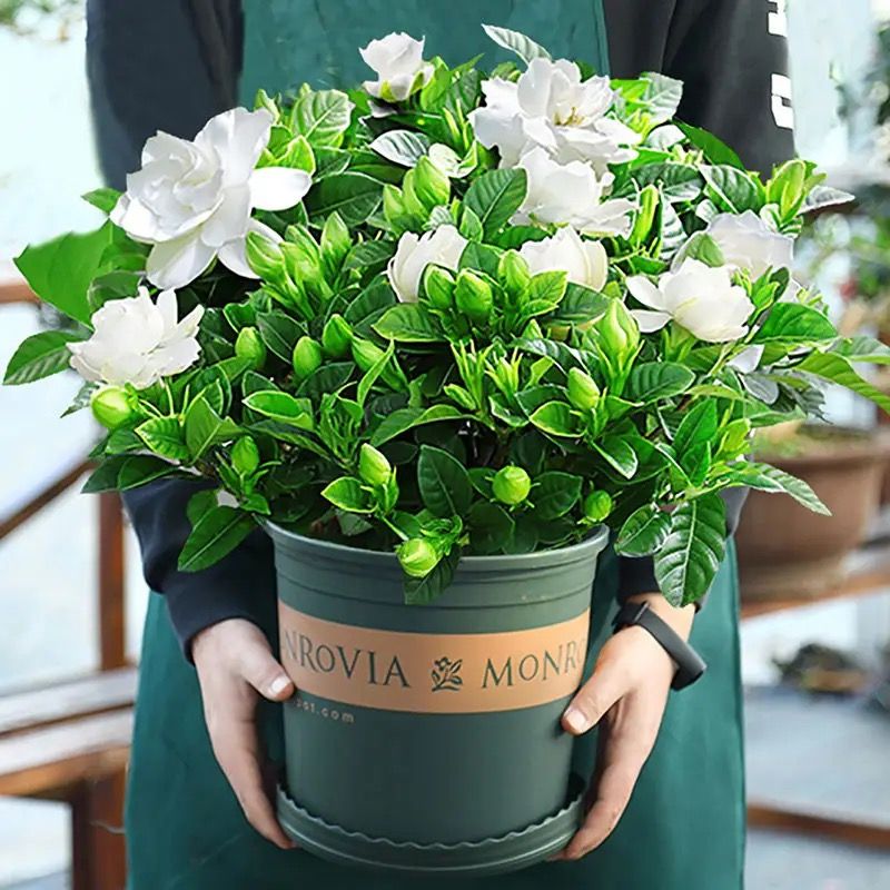 【特大盆栀子花】丛生香水重瓣盆栽花卉植物室内带花苞大苗四季绿植商品图