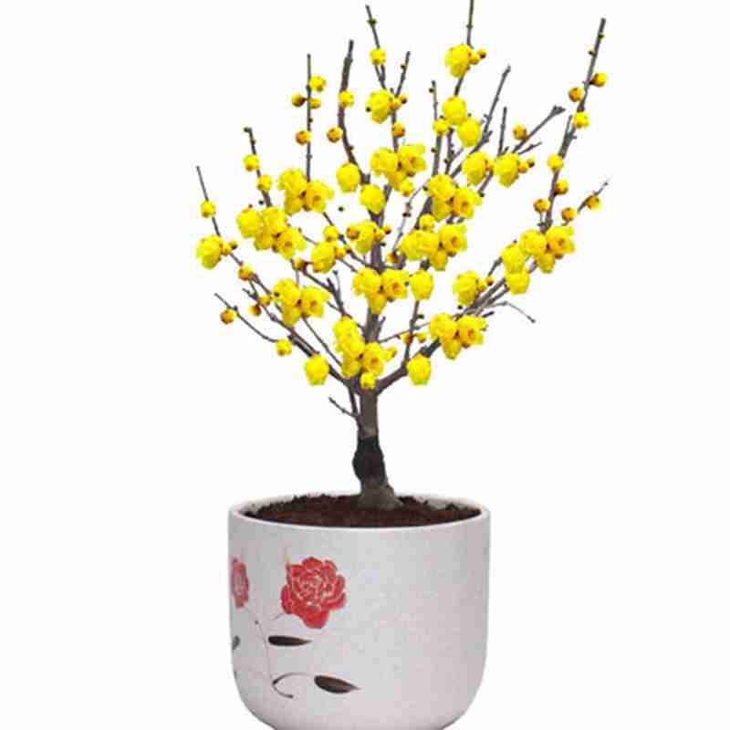 腊梅盆景树桩好养易室内阳台庭院盆栽