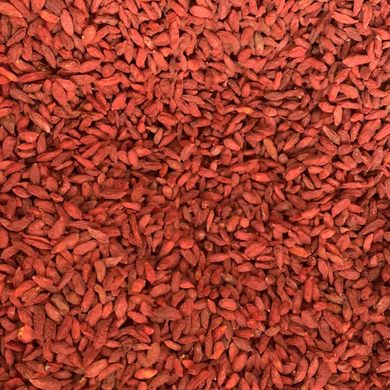 【三三】潮汕红枸杞500g