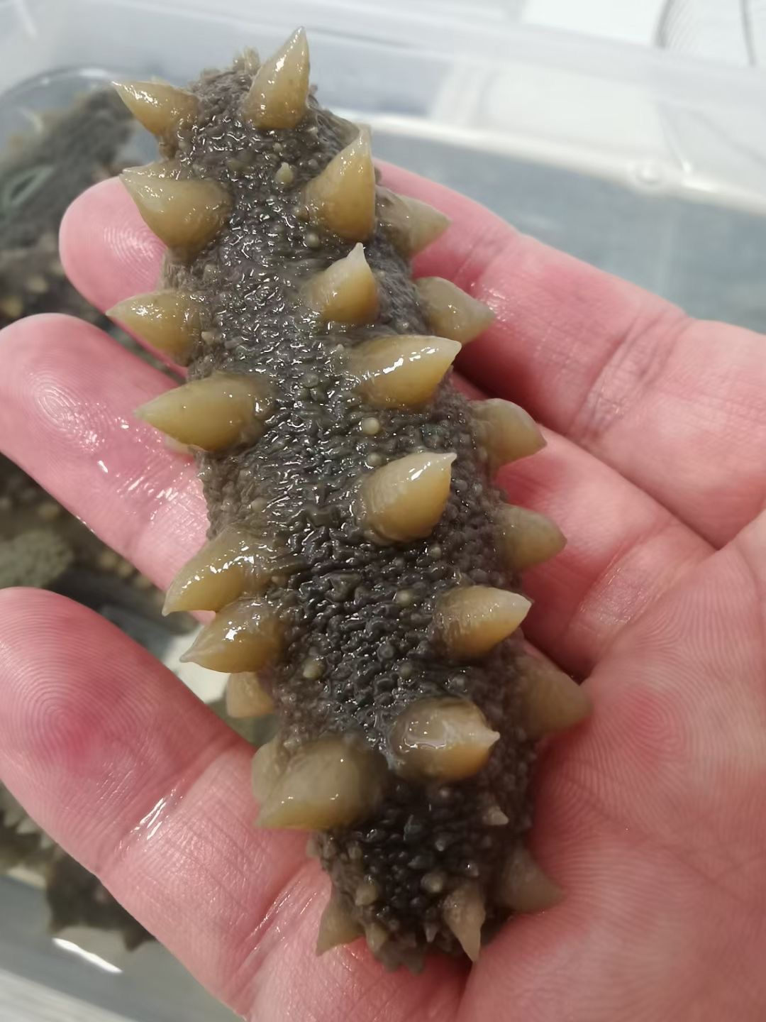深海纯天然半干海参 拉缸盐45头左右500g （湿的）顺丰发货