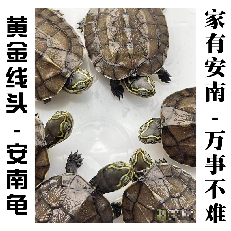 纯种安南龟黄金线头龟平安龟招财龟安南叶龟活物观赏宠物小安南龟