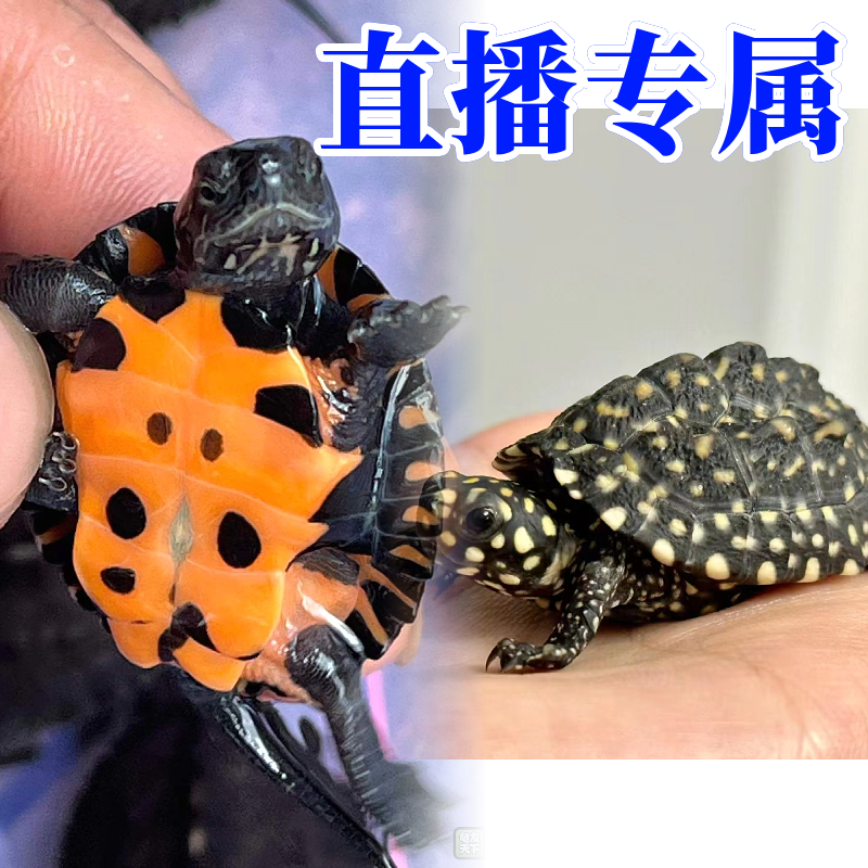 直播专属链接宠物龟