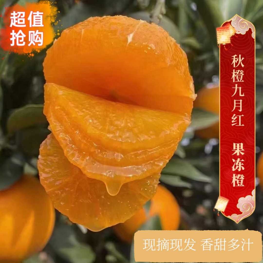 湖北秭归脐橙秋橙九月红果冻橙5/9斤新鲜现摘现发个小坏果包赔