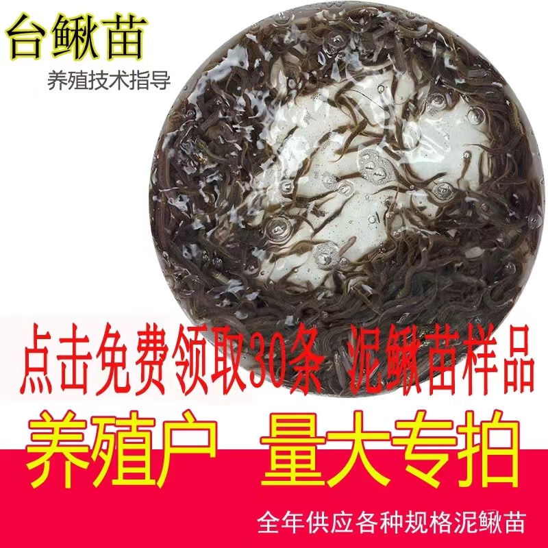 台湾泥鳅苗鲜活活体养殖冷水鱼小泥鳅苗淡水鱼苗养殖户量大专拍