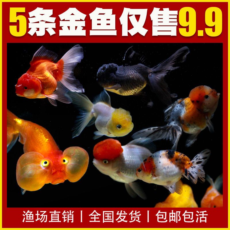 金鱼鱼苗活鱼观赏鱼淡水鱼冷水鱼小金龙睛鱼锦鲫活体发货包邮