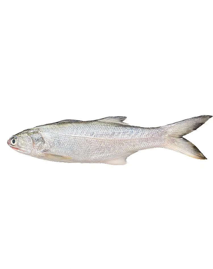 深海马友鱼，顺丰发货