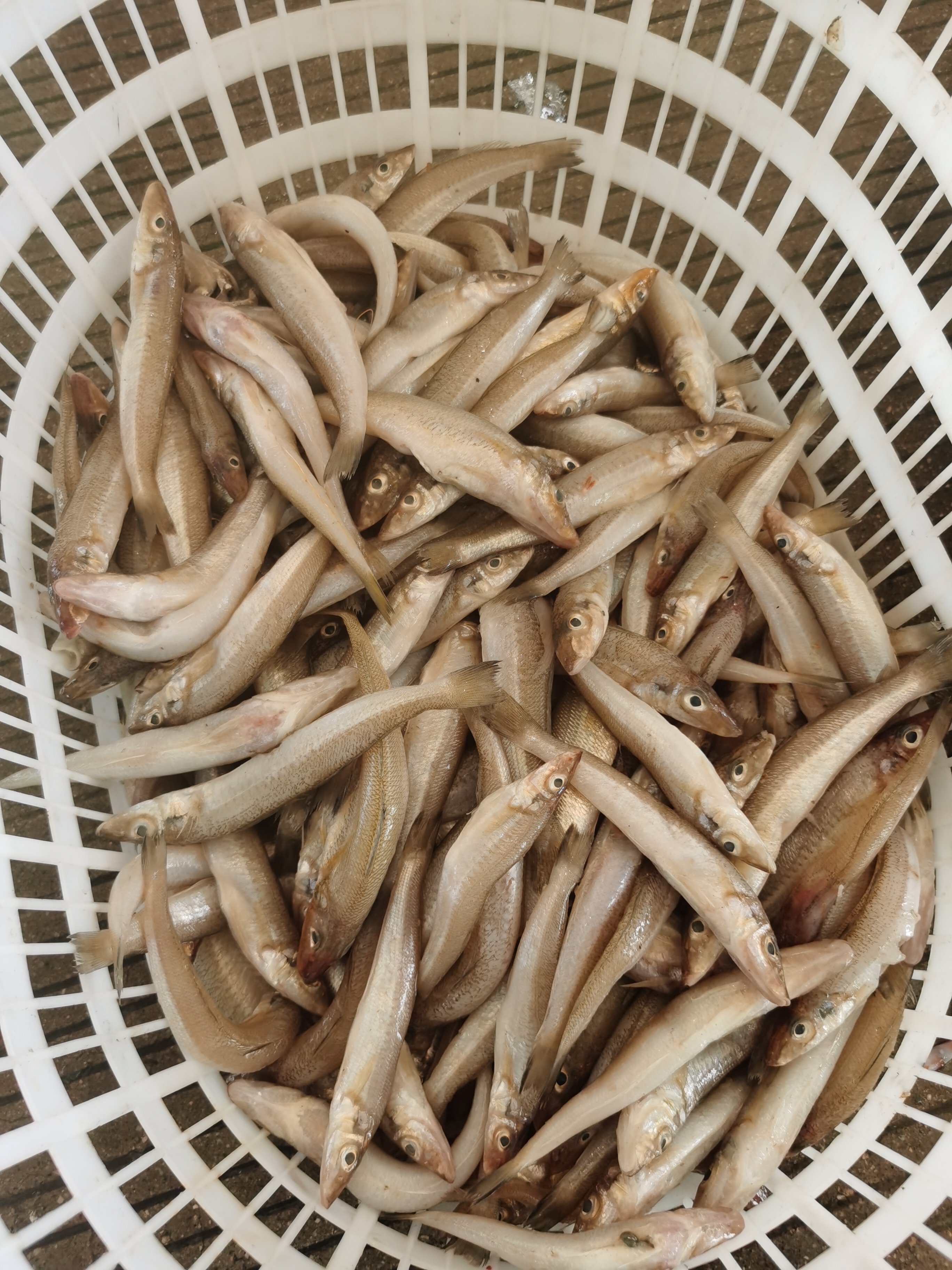 野生沙梭鱼，顺丰快递