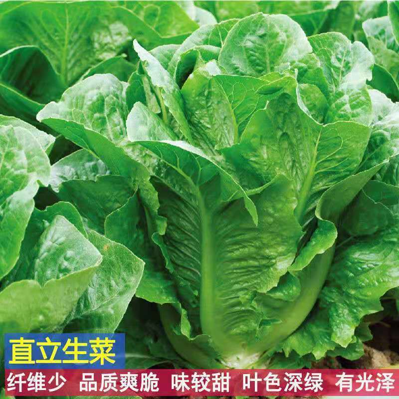 罗马直立生菜种子大叶速生菜种子四季播种可生吃沙拉生菜蔬菜种子