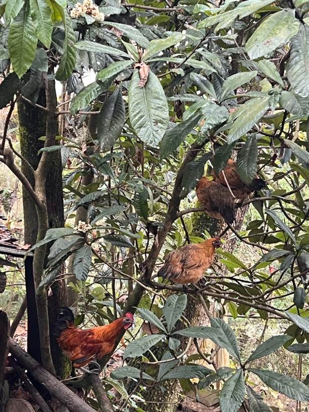 【土猪土鸡土鸭】。      66 包冰率不含冰