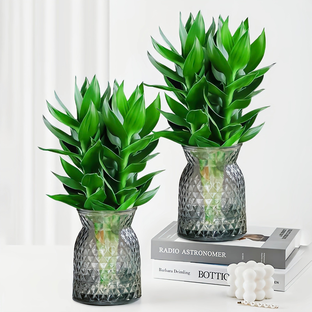 【买1送1】观音竹富贵竹水培绿植四季好养盆栽植物易活净化清新空bb