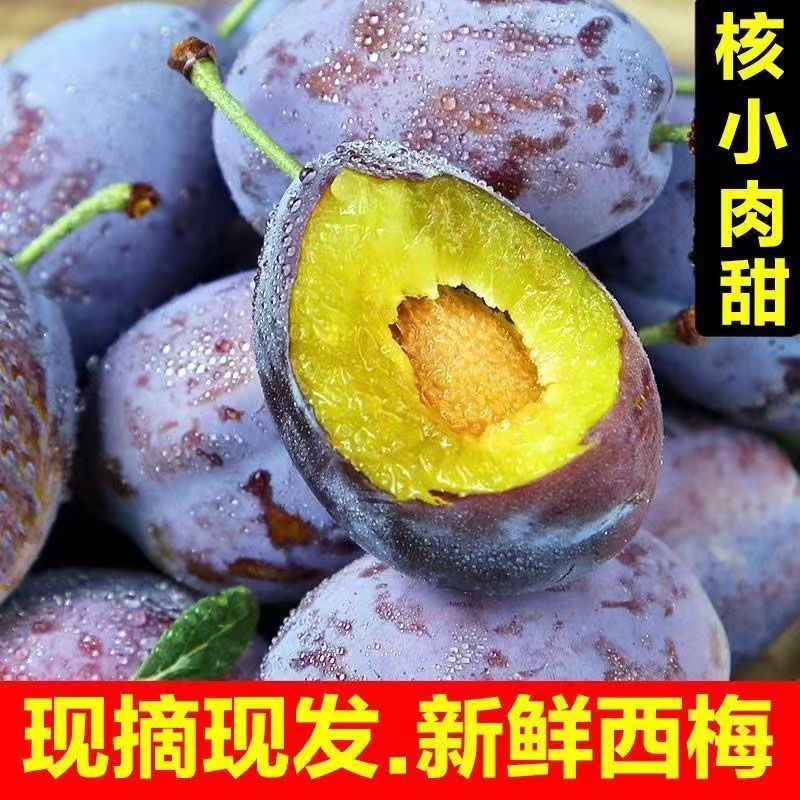 甘肃蓝密西梅头茬采摘酸甜爆汁新鲜高端水果现摘现发5斤装