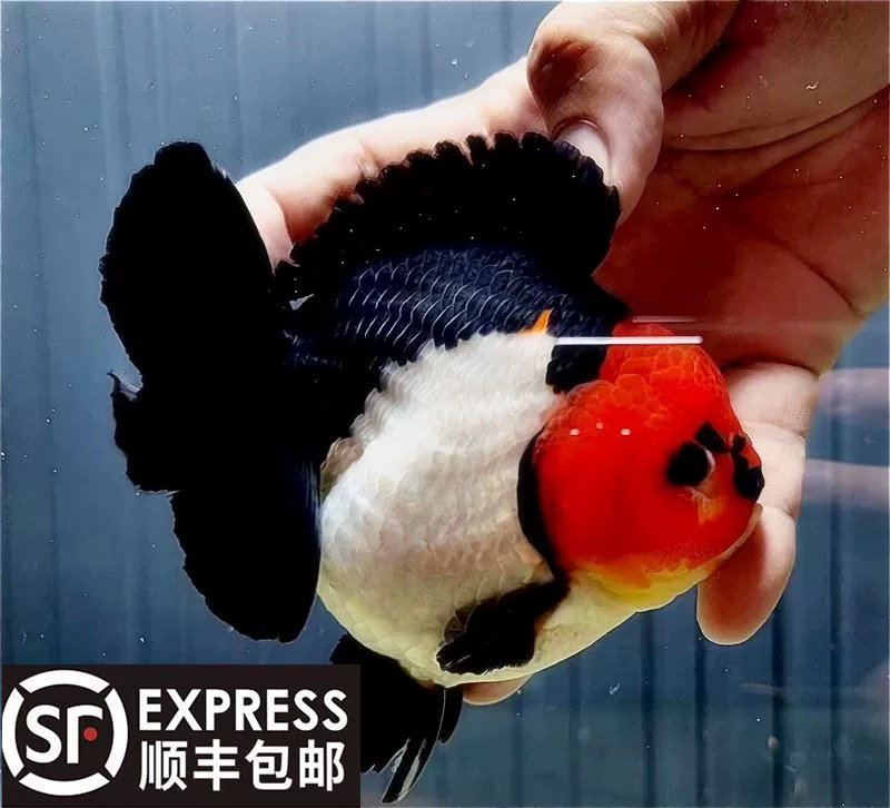 进口三色玛丽金鱼观赏鱼健康正品冷水好养包活