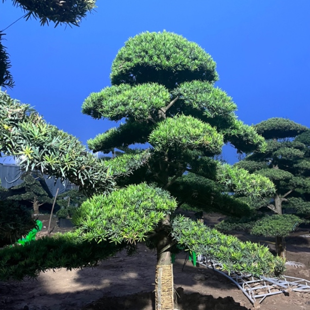 罗汉松别墅庭院植物四季常绿发财树造型树