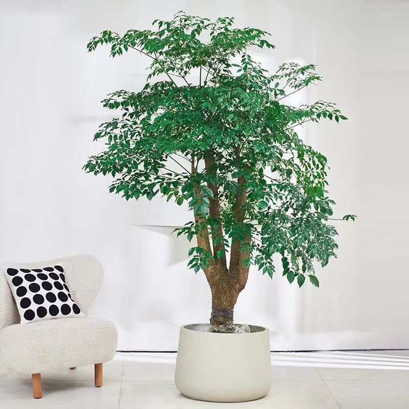 老桩晃伞枫幸福树室内落地易活客厅阳台公司办公室大摆件网红绿植