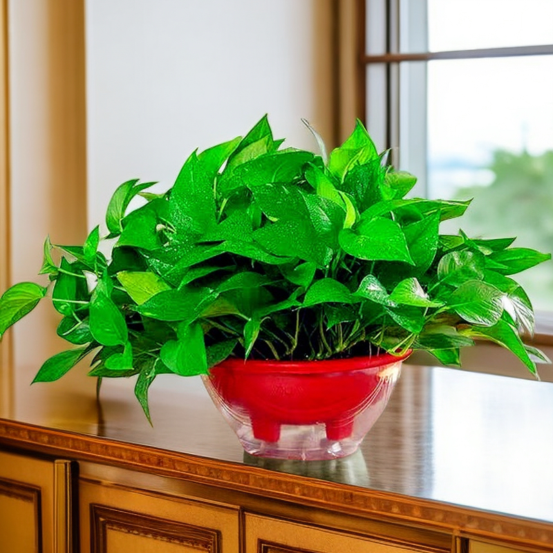 室内绿萝盆栽长藤垂吊大叶绿植吸甲醛家用植物绿植盆栽室内