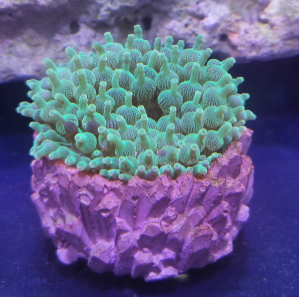 MINI海葵窝奶嘴窝小丑鱼奶嘴海葵窝奶嘴窝防跑造景迷你海葵窝