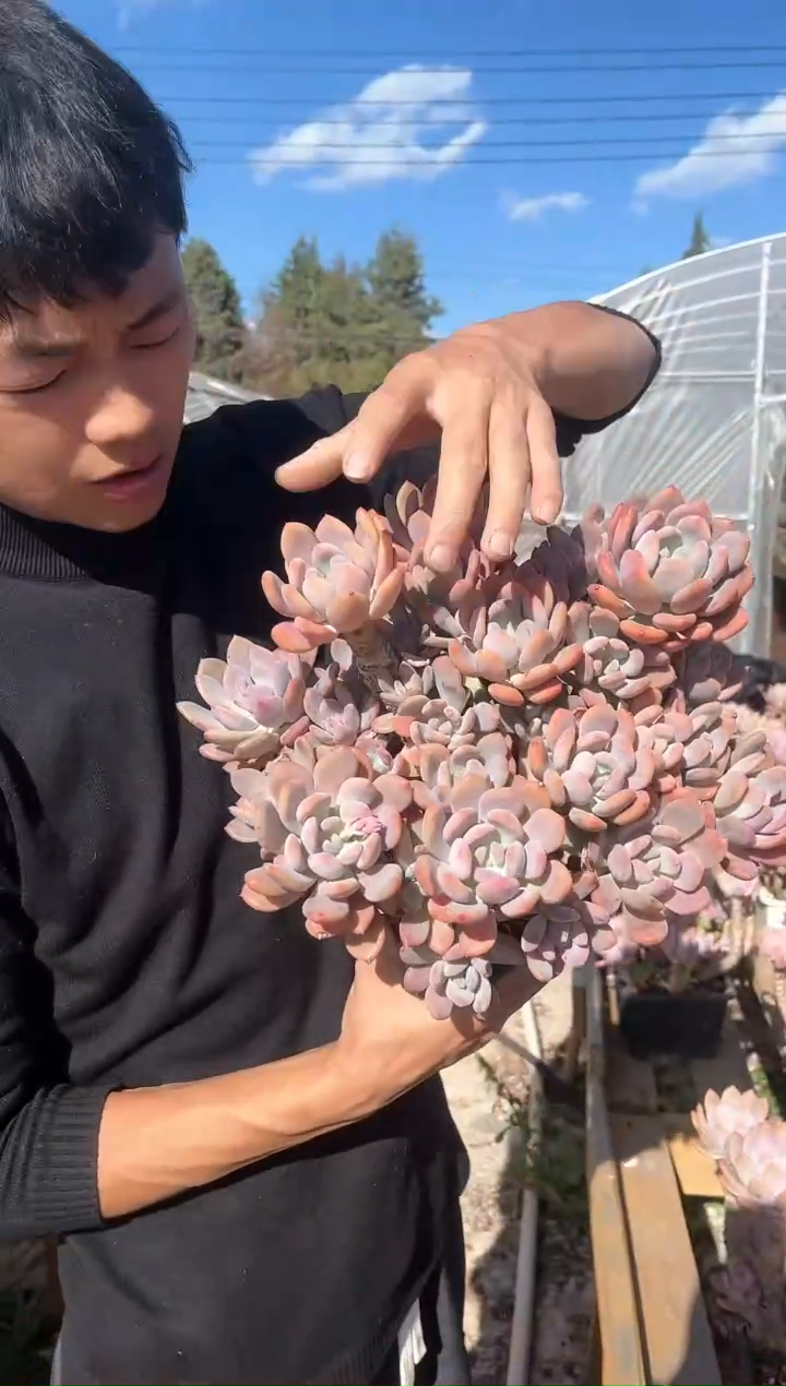 【闪购商品】12-15 灰姑娘美人