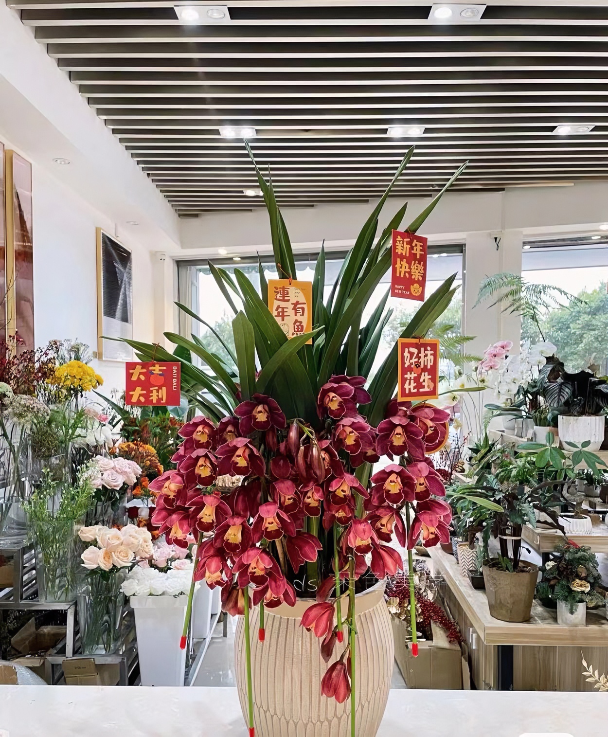 （洛洛花卉）赤辰盆栽观赏多年生室内阳台庭院养护发货展示