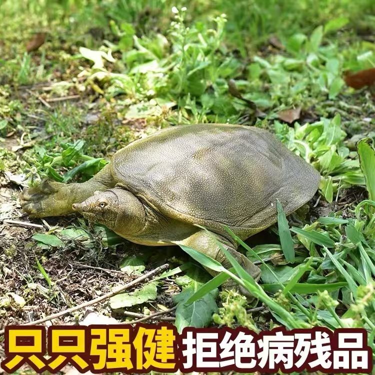 湖南汉寿生态甲鱼基地现货直发可批发零售洞庭湖养殖原甲鱼
