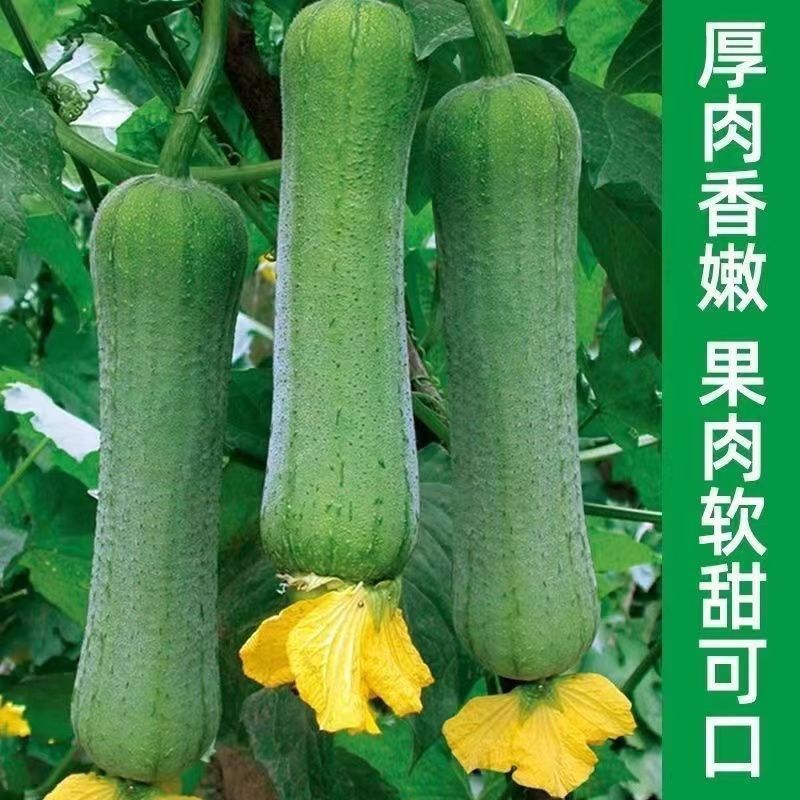 高产特大肉丝瓜种春夏秋季特长丝瓜籽农家庭院爬藤种子蔬菜菜种子