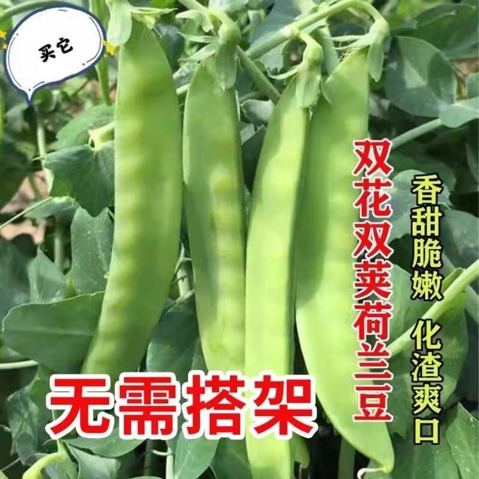 软荚荷兰豆种子甜豌豆种种特级蔬菜孑碗豆种子