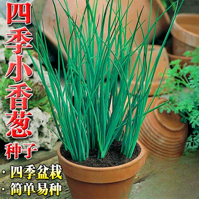 四季小香葱种子阳台室内盆栽易种植蔬菜种子小葱香葱种籽大全