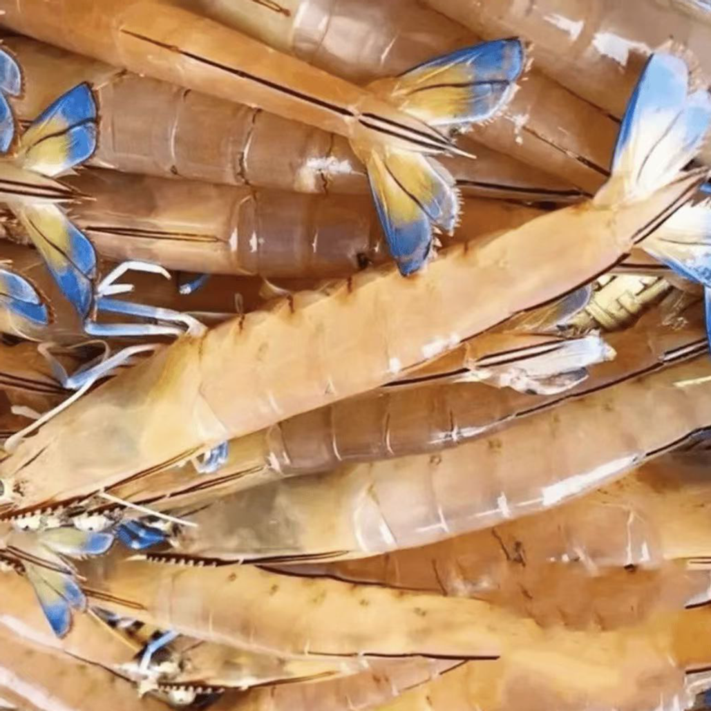 天然海捕野生蓝尾虾金钩虾