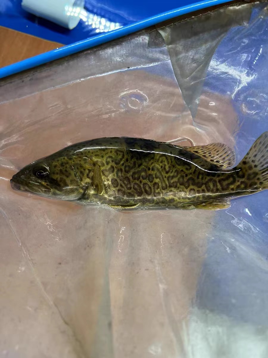 鳜鱼桂鱼斑鳜老虎鳜圆桶鳜原生观赏鱼淡水冷水鱼