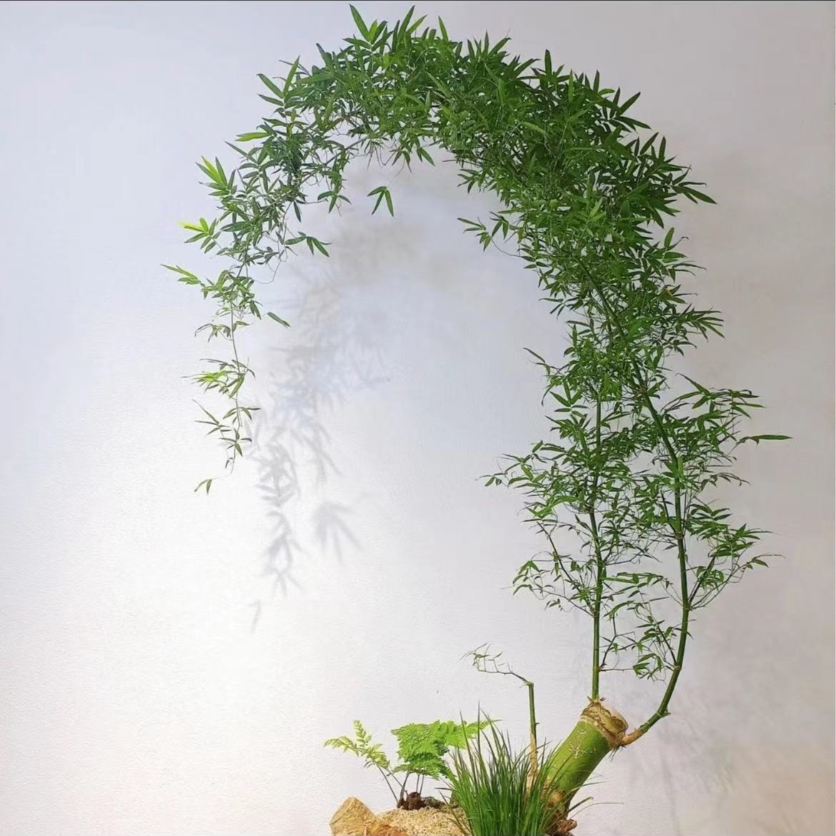 禅意好养护小叶勒竹生桩创意盆景四季常青裸根勒竹园林盆景植物